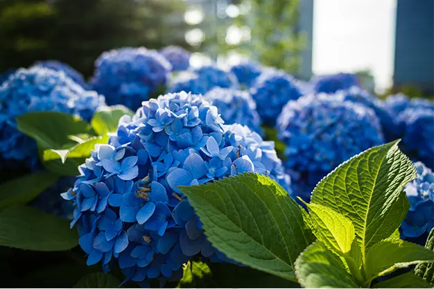 Parque Las Mil Flores, El Crucero: un destino de ensueño